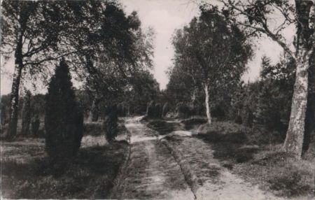 Lüneburger Heide - Birkenweg Lüneburger Heide - Birkenweg