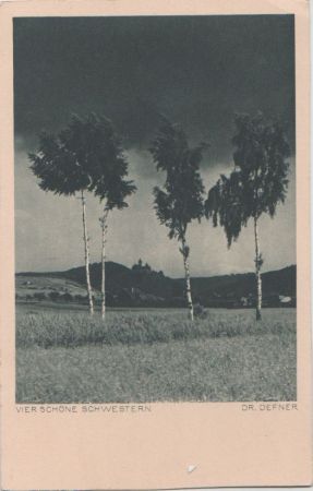 Bäume - Vier schöne Schwestern - ca. 1950 Bäume - Vier schöne Schwestern - ca. 1950