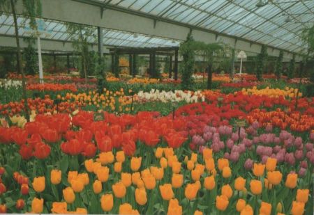 Niederlande - Lisse - Keukenhof - ca. 1985 Niederlande - Lisse - Keukenhof - ca. 1985