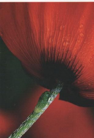 Teil einer roten Blüte - 2004 Teil einer roten Blüte - 2004