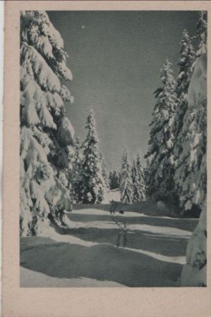 Skispuren im Nadelwald - ca. 1955 Skispuren im Nadelwald - ca. 1955