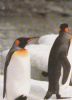 2 Pinguine - 2004