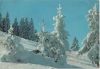 Neuschnee Bäume im Hang
