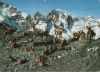 Schweiz - Alpen - Rothirsche - 1981