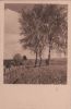 Birken an der Wiese
