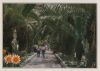 Spanien - Puerto de la Cruz - Paseo de las Palmeras - 2002