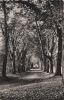 Frankreich - Tigery - Allee des Marronniers - 1963