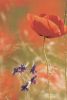 zwei schöne Blumen - 2004