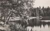 Seeufer im Wald - ca. 1965