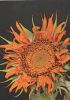 fransige gelbe Blume - 2004