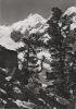 Schweiz - Piz Morteatsch - Arvenwald - ca. 1965