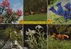 Österreich - Alpen - Blumen und Tiere - 1978