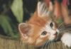 Norwegische Waldkatze - 2004