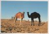 Tunesien - Tunesien - Kamele - ca. 2000