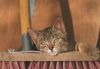 Katze mit Besen - 2004