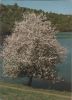Blühender Baum - 1989
