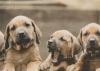 3 tapsige Hunde - 2004