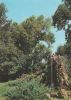 Bulgarien - Sandanski - Teilansicht Park - ca. 1975