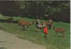 Düsseldorf - Im Wildpark - ca. 1975