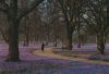 Husum - Krokusblüte im Schloßpark - ca. 2000