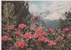Alpenwiese - 1943