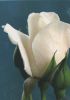 weiße Rose mit Knospe - 2004