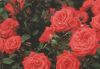 viele schöne rote Rosen - 2004