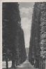 Bad Pyrmont - Bomberg-Allee - 1935