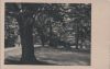 Park mit dickem Baum - ca. 1955