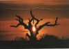 Spanien - Parque Nacional Donana - Puesta de Sol - ca. 1980