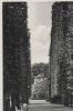 Bad Pyrmont - Schloß-Allee - ca. 1955