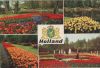Niederlande - Holland - in bloementooi - ca. 1975