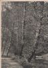 Walldürn - Rippberg Odenwald - Am Hammer-See - ca. 1955