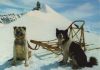 Schweiz - Jungfraujoch - Polarhunde - 1982