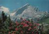 Vorschaubild: Alpspitze - mit Alpenrosen - ca. 1975 Alpspitze - mit Alpenrosen - ca. 1975