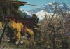 Schweiz - Caux - mit Rochers-de-Naye - ca. 1980
