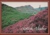 Schottland - Großbritannien - Scottish Heather