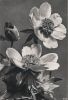Blumen und Knospe