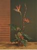 Strelitzien Arrangement