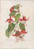 Fuchsie blühend