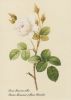 Rosa Muscosa alba blühend