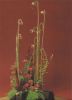 Allium mit Elo-Nelken Arrangement