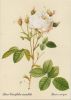 Rosa Centifolia mutabilis blühend