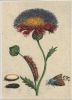 Duft-Flockenblume blühend