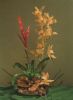 Cymbidienrispe Arrangement