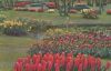 Niederlande - Bloemenvelden in Bloei - 1959
