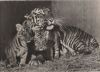 Tiger Familie