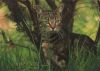 Katze auf der Lauer
