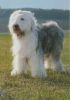 Hund mit viel Fell