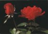 Rosen rot